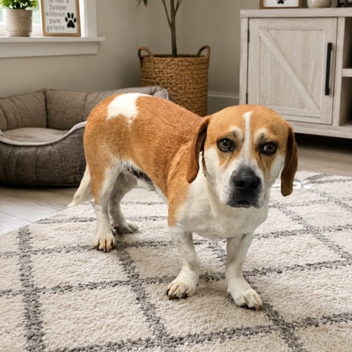 CARDI AVAILABLE 9/4/26 - Beagle available for adoption