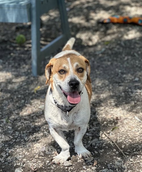 CARDI - Beagle available for adoption