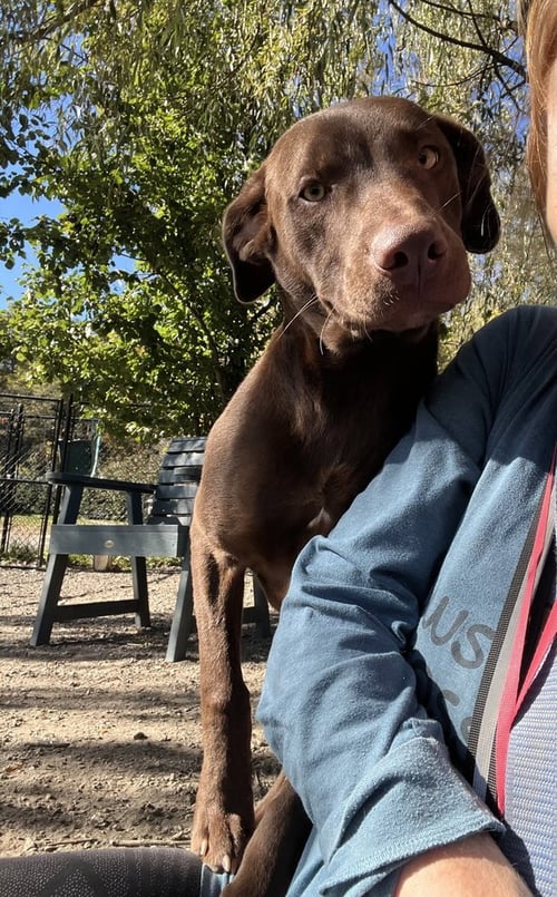 SAWYER AVAILABLE 10/30/26 - Labrador Retriever available for adoption