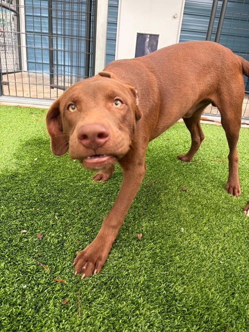 SAWYER AVAILABLE 10/30/26 - Labrador Retriever available for adoption