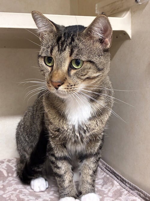 UMBERTO - AVAILABLE 8/23 - Domestic Short Hair available for adoption