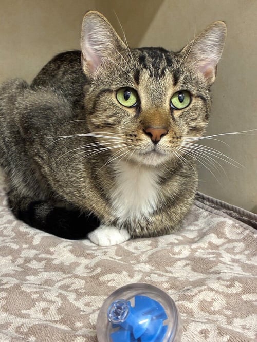 UMBERTO - AVAILABLE 8/23 - Domestic Short Hair available for adoption