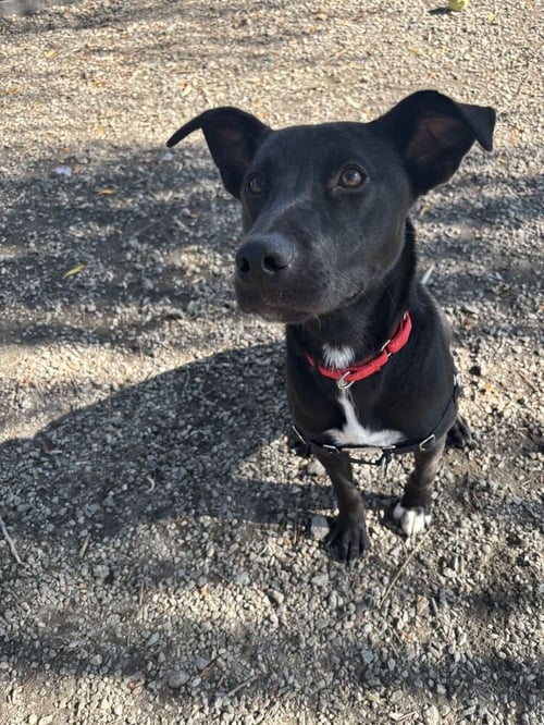 LUNA AVAILABLE 10/22 - Labrador Retriever available for adoption