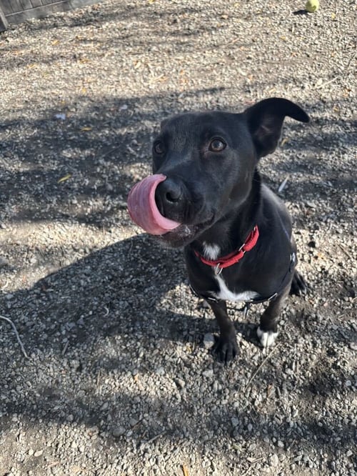 LUNA AVAILABLE 10/22 - Labrador Retriever available for adoption