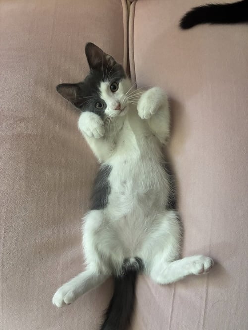 HULK - Domestic Short Hair available for adoption