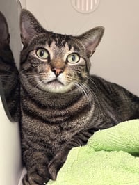 Boris - Photo 2