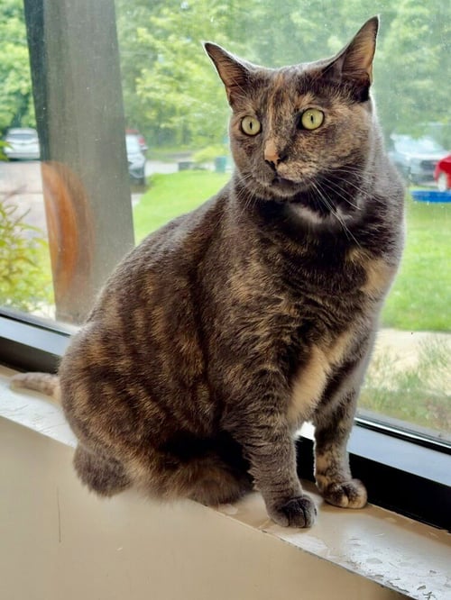WILLOW - Domestic Short Hair available for adoption