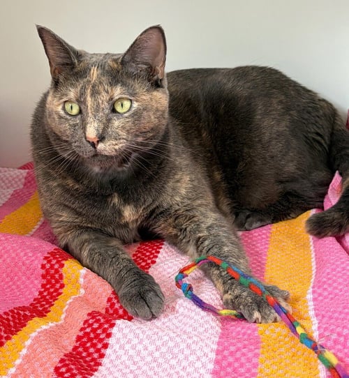 WILLOW - Domestic Short Hair available for adoption