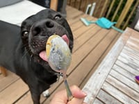 Otis - Photo 3