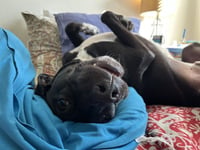 Otis - Photo 4
