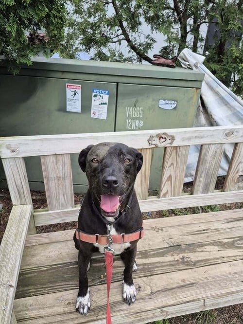 OTIS - Labrador Retriever / Terrier available for adoption