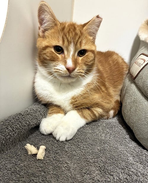 REDFORD - AVAILABLE 11/1 - Domestic Short Hair available for adoption