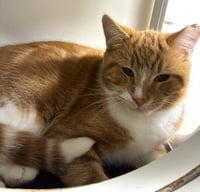 Redford - available 11/1 - Photo 4