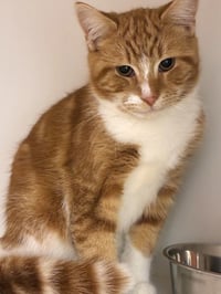 Redford - available 11/1 - Photo 3