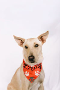Snoopy - Photo 4