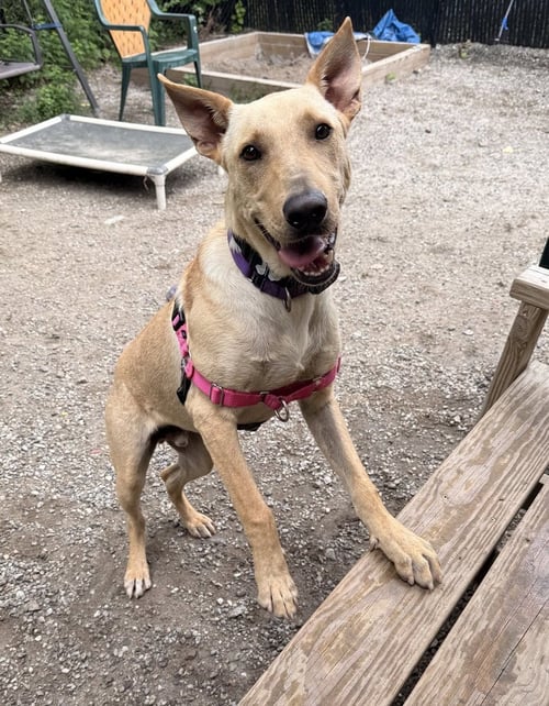 SNOOPY - Shepherd available for adoption