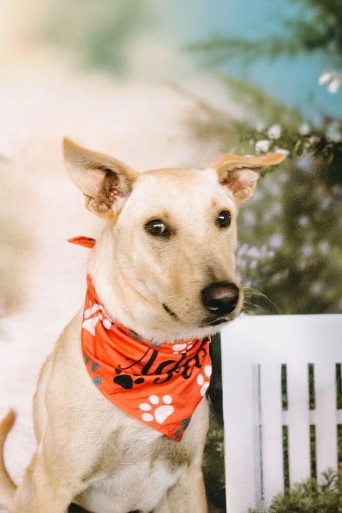 SNOOPY - Shepherd available for adoption