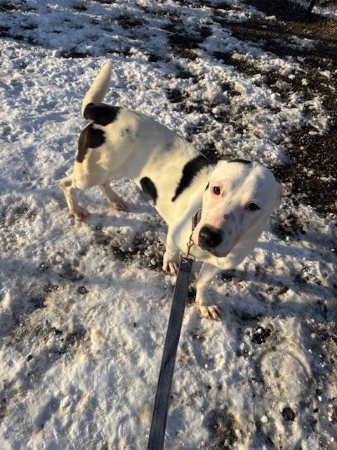 SHELBY - Terrier available for adoption