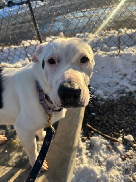 SHELBY - Terrier available for adoption