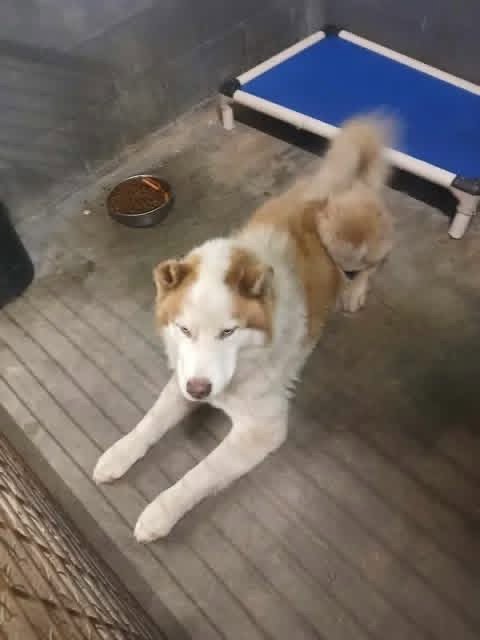 CINNAMON AVAILABLE 9/4 - Alaskan Malamute available for adoption