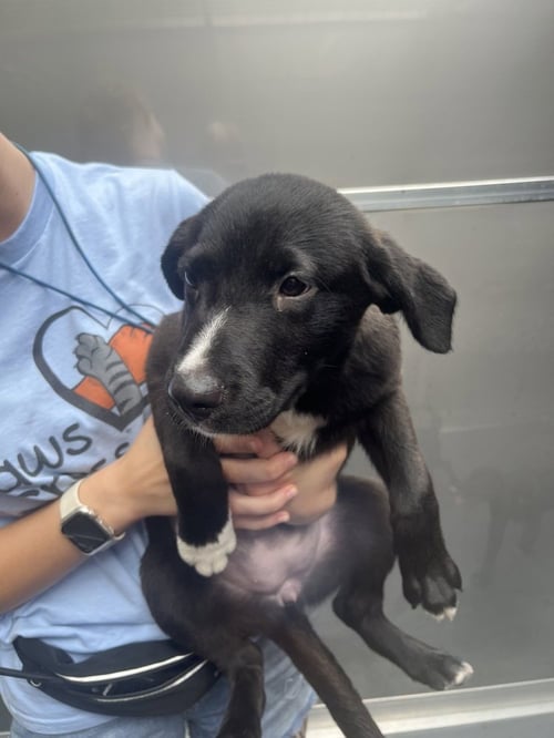 LASAGNA AVAILABLE 8/21 - Collie available for adoption