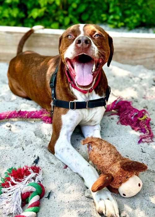 GARLIC - Labrador Retriever / Boxer available for adoption