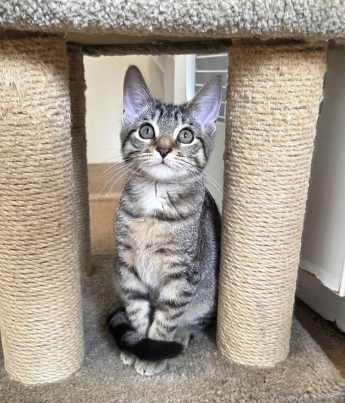 ASHLEY - Domestic Short Hair available for adoption