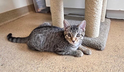 ASHLEY - Domestic Short Hair available for adoption