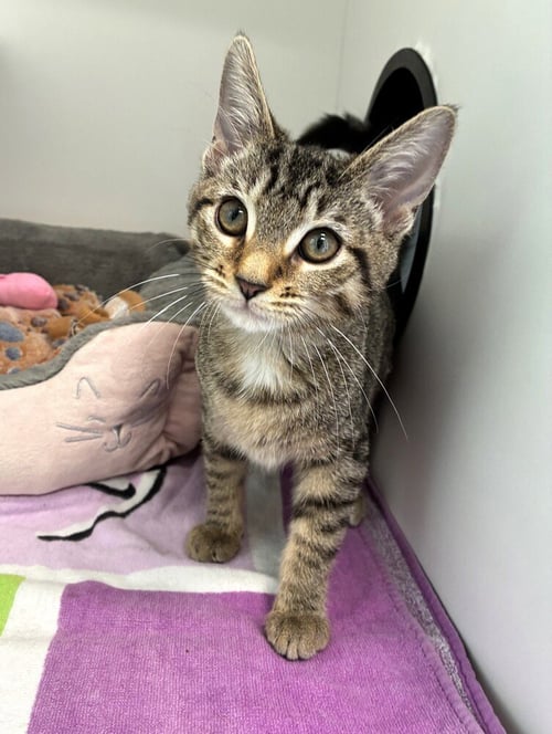 ASHLEY - Domestic Short Hair available for adoption