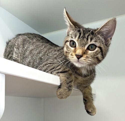 ASHLEY - Domestic Short Hair available for adoption