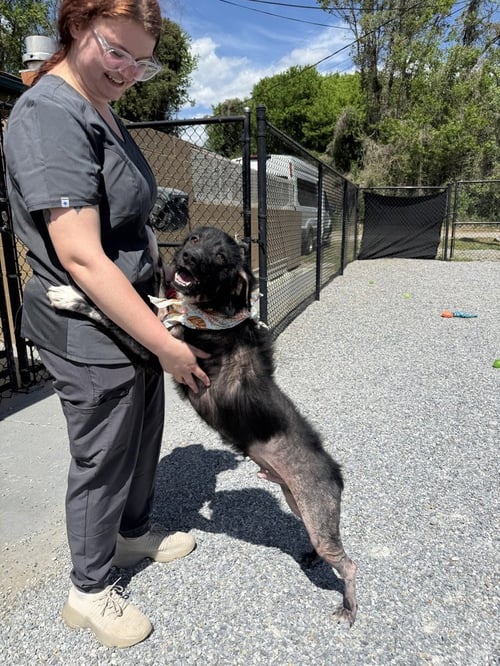 GENE SIMMONS - Hound available for adoption