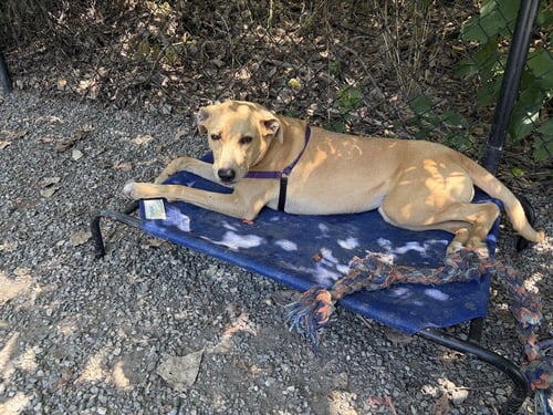 BRIDGET - Labrador Retriever available for adoption