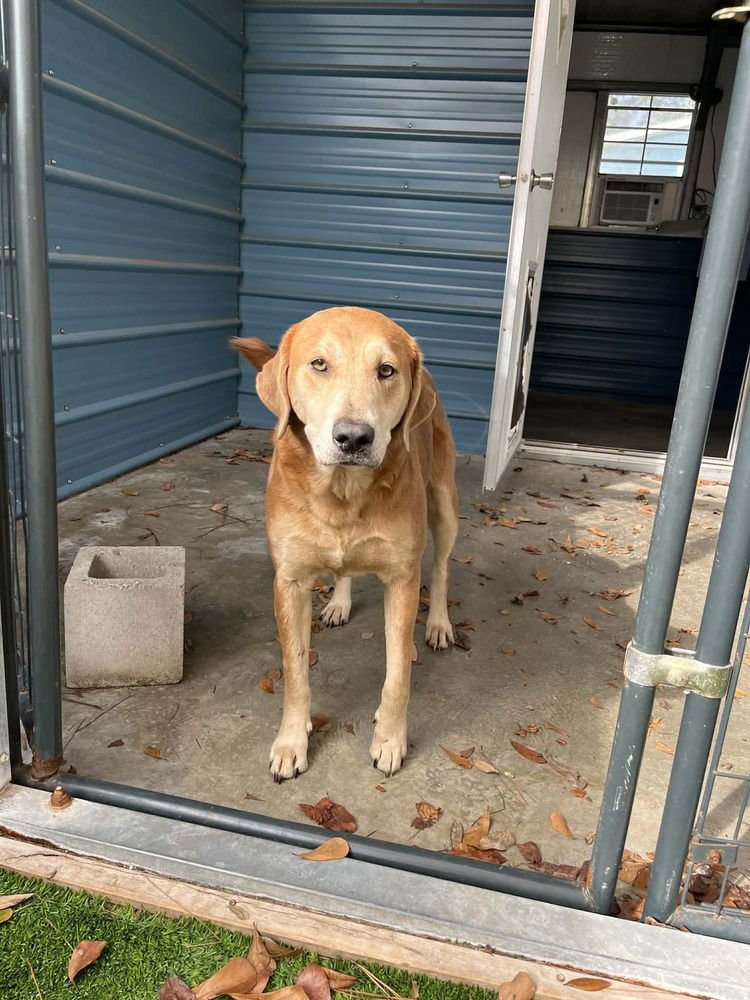 SHIRLEY - Unknown available for adoption