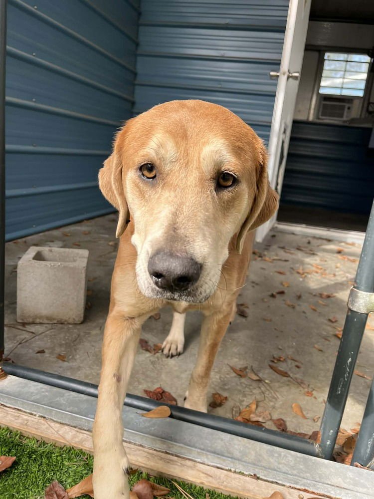 SHIRLEY - Unknown available for adoption