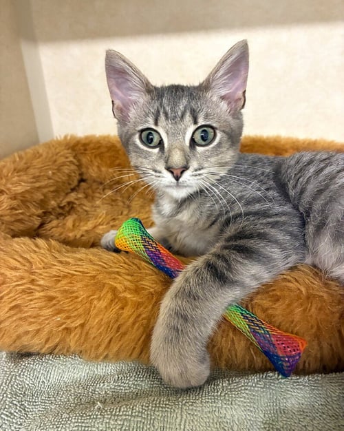 BOBO - AVAILABLE 10/1 - Domestic Short Hair available for adoption