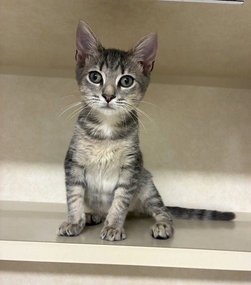BOBO - AVAILABLE 10/1 - Domestic Short Hair available for adoption