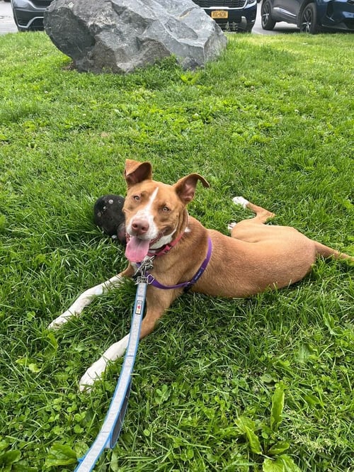 ROYAL - Terrier available for adoption
