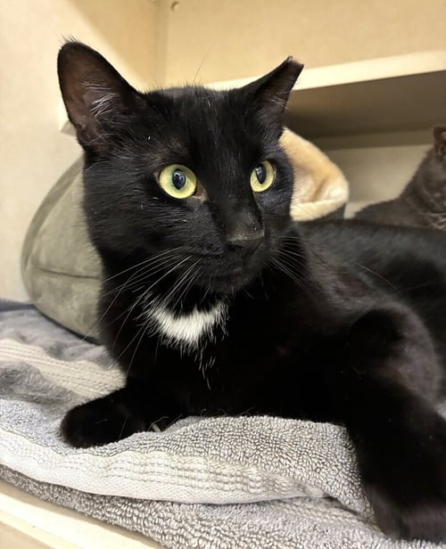 SLEEPY - Domestic Short Hair available for adoption