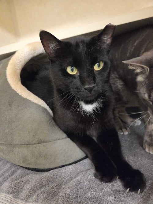 SLEEPY - Domestic Short Hair available for adoption