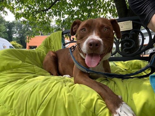 BABY JAMES - Unknown available for adoption