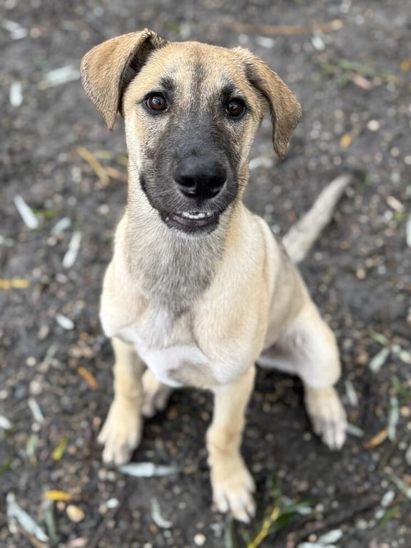 Hazel available 10/2 Image