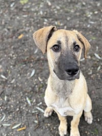 Hazel available 10/2 - Photo 2