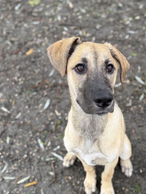 HAZEL AVAILABLE 10/2 - Shepherd available for adoption