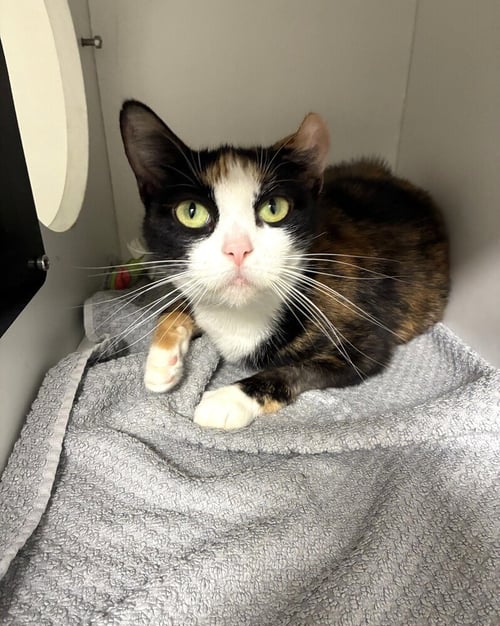 SHANNON - AVAILABLE 10/31 - Domestic Short Hair available for adoption