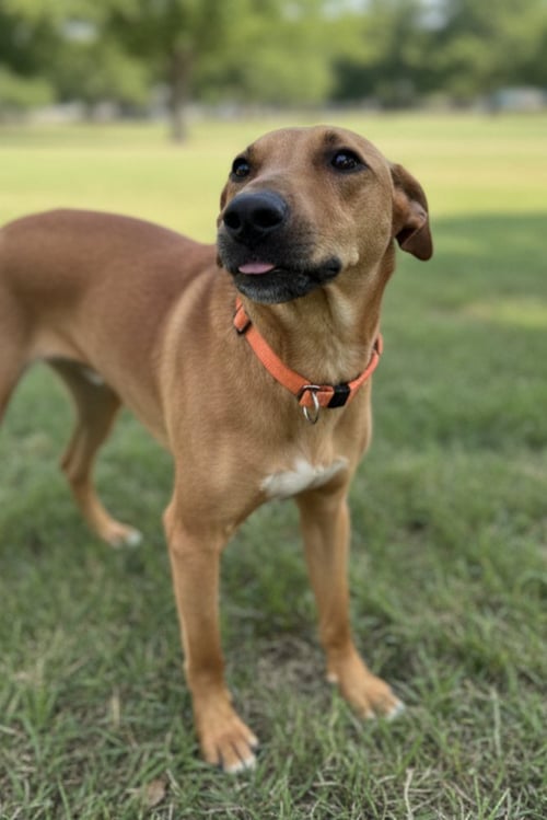 LUCY - Unknown available for adoption