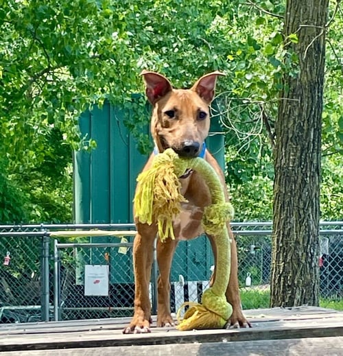 LUCY - Unknown for adoption in Stamford