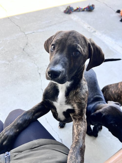 SORREL - Hound available for adoption