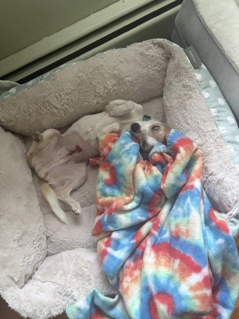 CHIKKI **COURTESY POST - Chihuahua available for adoption