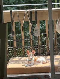 Chikki **Courtesy Post - Photo 4
