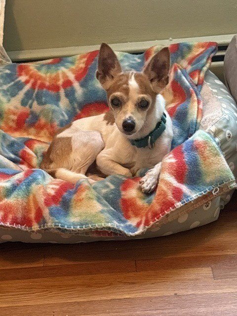 CHIKKI **COURTESY POST - Chihuahua available for adoption